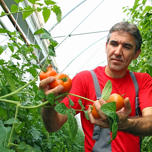 ТОО «Топарские теплицы»