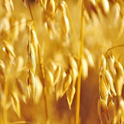 ТОО «Баймырза»